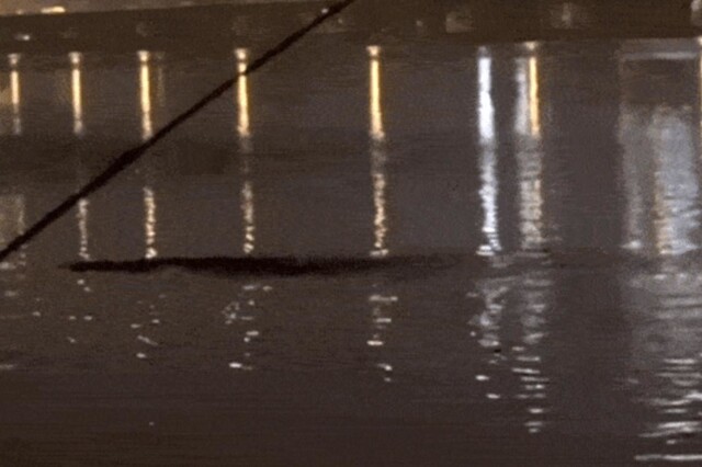 В Сеуле рыбак снял на видео «неопознанное существо»