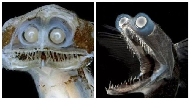 Знакомьтесь, телескопическая рыба