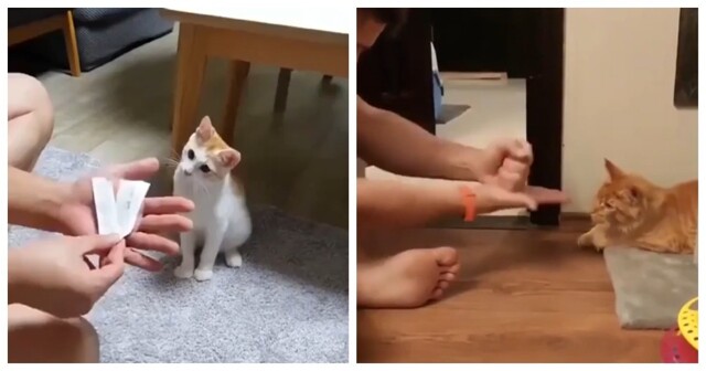 Реакции кошек на фокусы