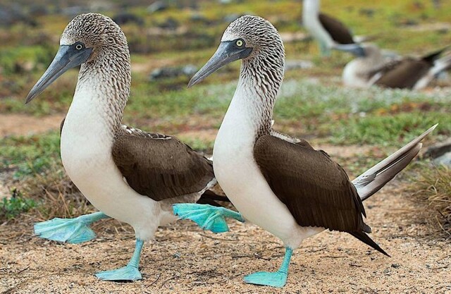 Пара голубоногих олуш хвастается своими новыми "сапожками"