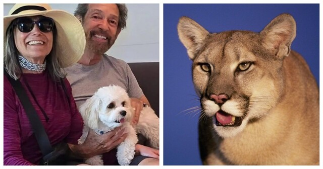 Маленький пёс погиб, защищая хозяев от пумы