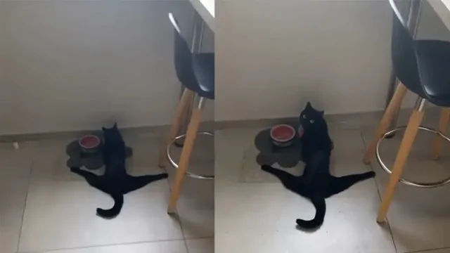 Кот сел на шпагат во время приёма пищи