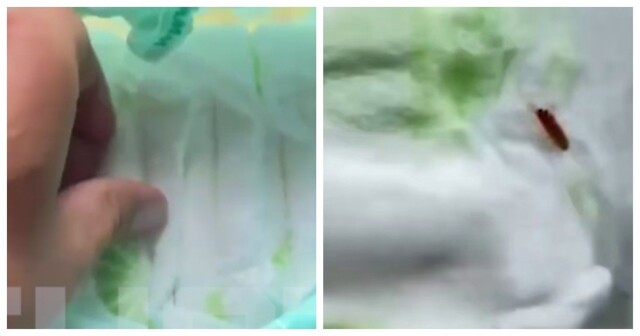 Многодетная мама обнаружила личинок в подгузниках