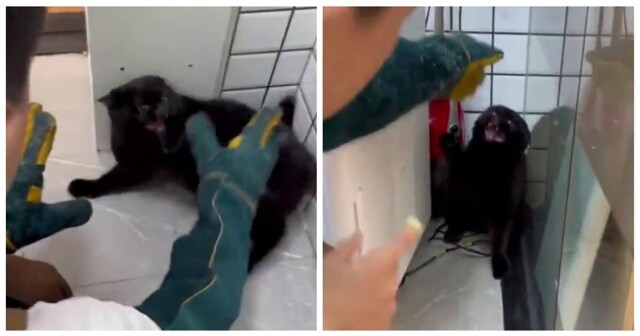 Кот, который ненавидит грумеров