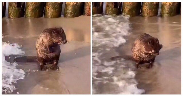 Бобр моется в море