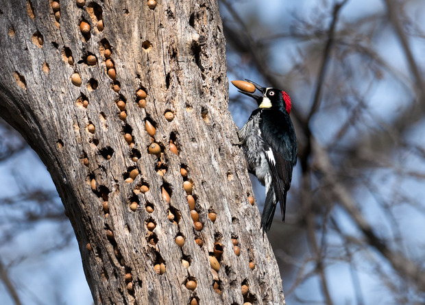 Желудёвый дятел:  эти птицы готовы убивать за жёлуди