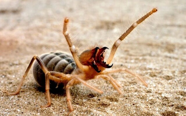 Как пищит злая сольпуга