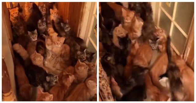 Москвичка держала 30 мейн-кунов в двухкомнатной квартире