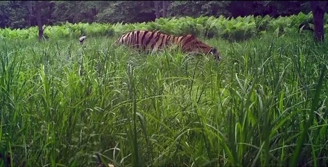 Тигренок из засады "напал" на своего соплеменника