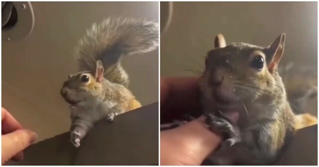 Белка хочет, чтобы женщина почесала её