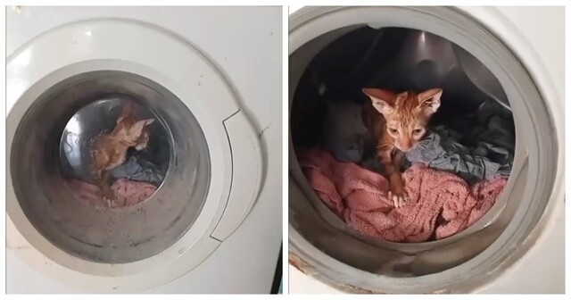 Турок постирал своих кошек в стиральной машине