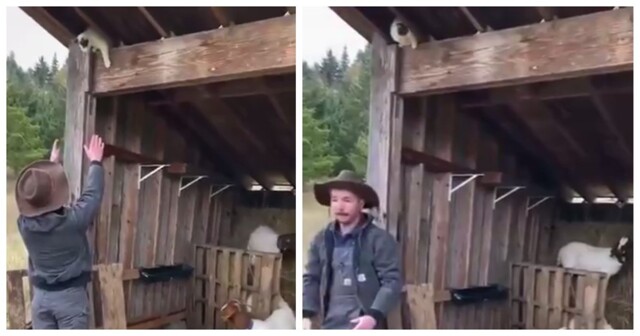 Фермер помог кошке спуститься