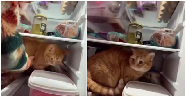 Кот не хочет покидать холодильник