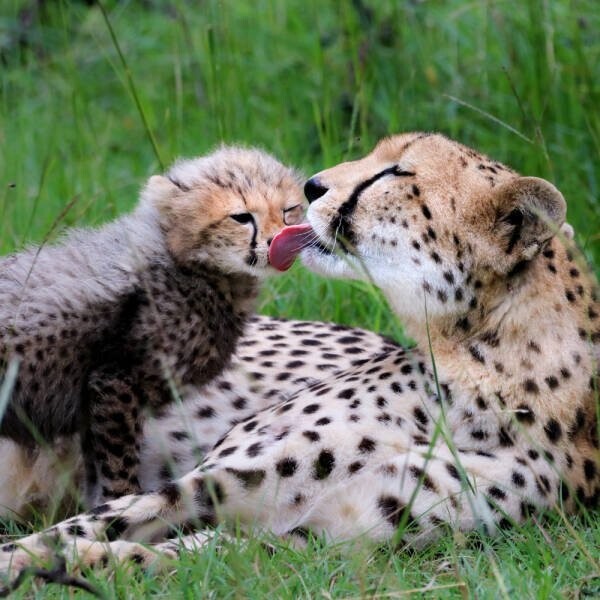 Намешалось