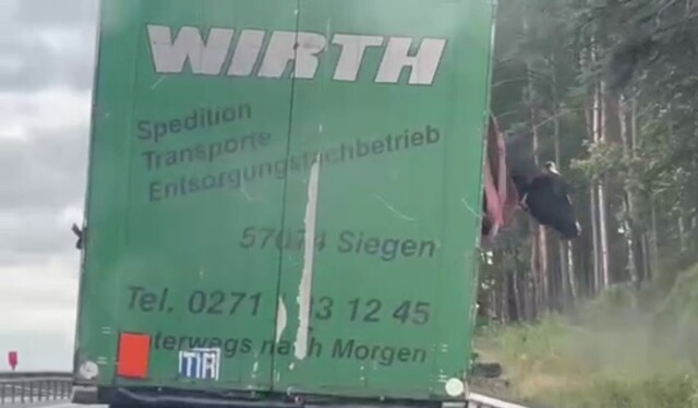 Корова попыталась сбежать из грузовика