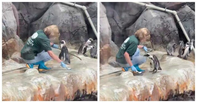 Пингвину захотелось ласки