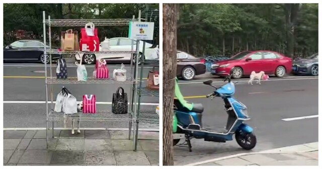 Пёс забирает заказ с едой в Китае