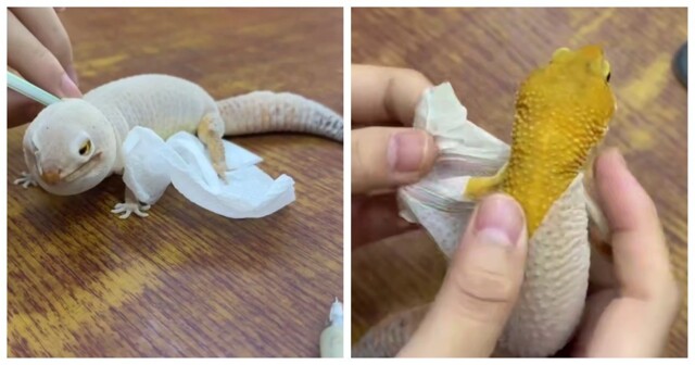 Хозяин помогает геккону избавиться от старой кожи