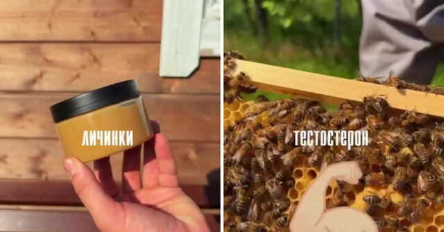 Пчеловод рассказал, что производят пчёлы кроме мёда