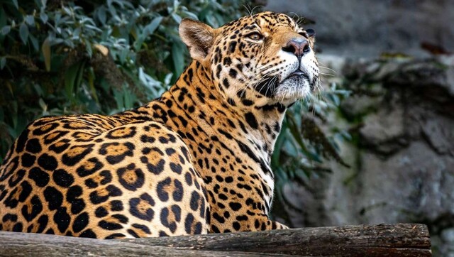 Хозяйственный ягуар