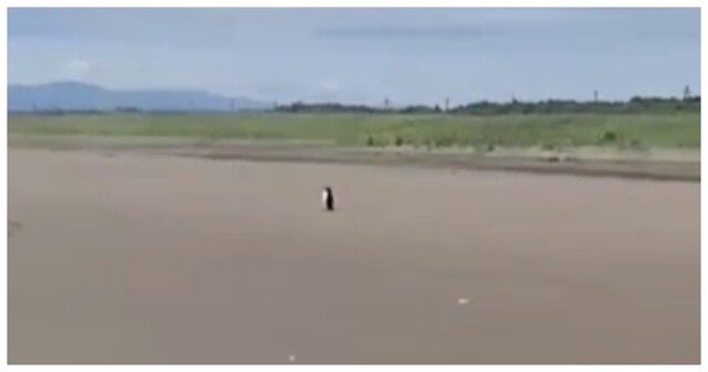 Невозмутимого пингвина засняли на Сахалине