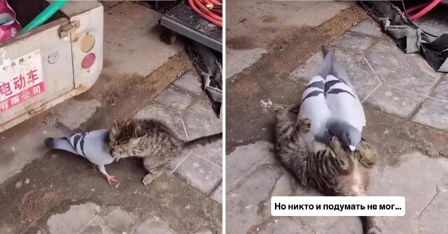 Котёнок  играет с голубем, с которым они вместе выросли