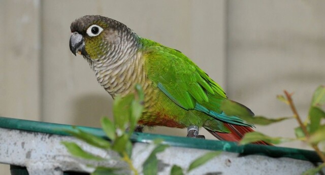 Попугай навёл красоту