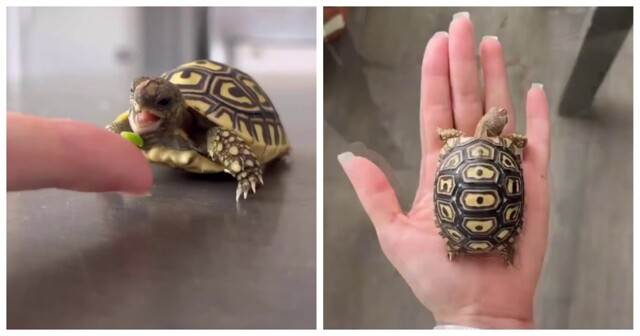 Процесс роста черепашьего панциря