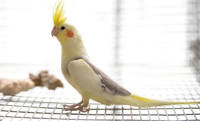 Мужчина перехвалил своего попугая