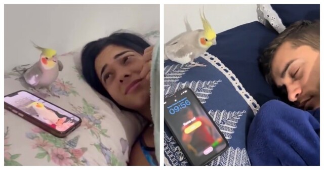 Попугай имитирует звук будильника