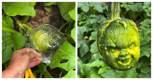 Огородный хоррор: кабачки с лицами людей и не только