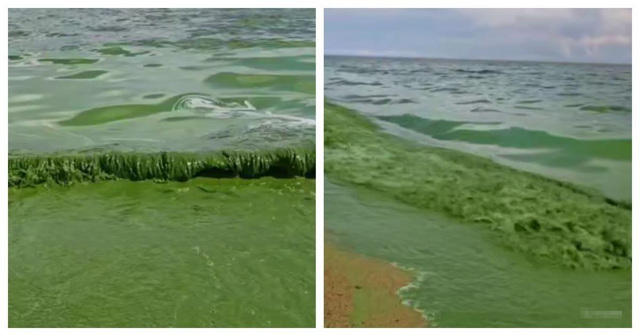 Озеро тархуна в Приморье