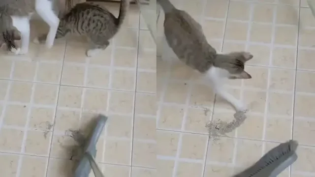Коты мешают хозяйке подметать