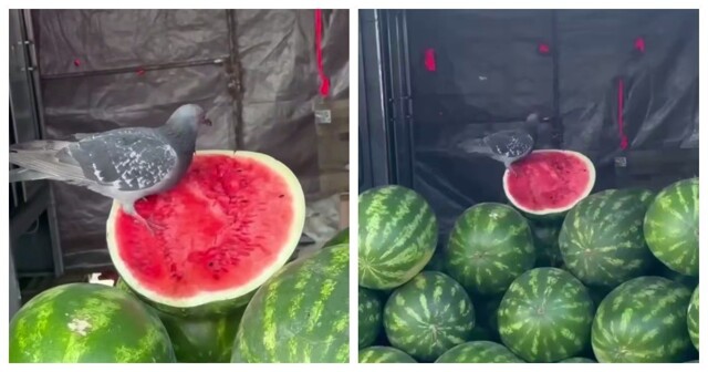 Работает за еду: голубь очищает арбуз от косточек