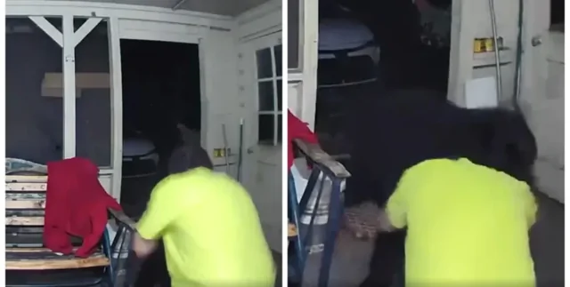 Медведь напал на собаку, и хозяин голыми руками бросился на спасение любимца