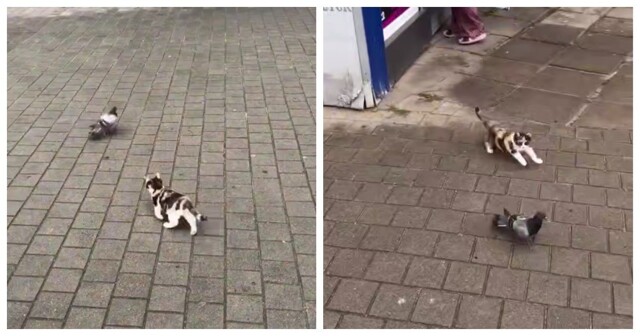 Котёнок вышел на охоту