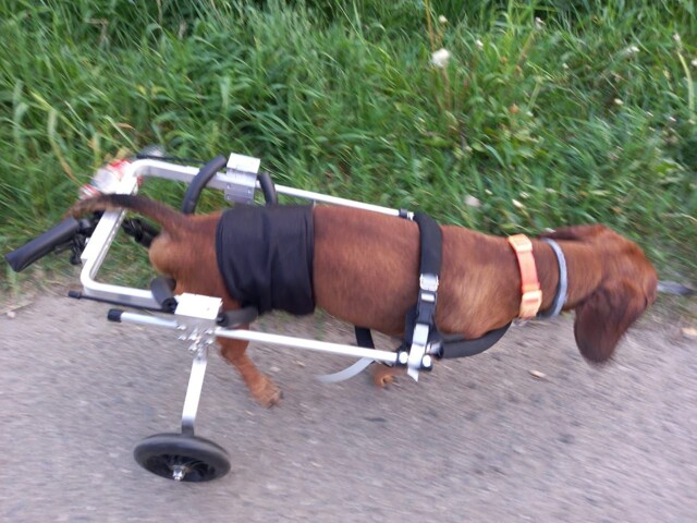 Отзыв на инвалидную коляску для собаки Умка