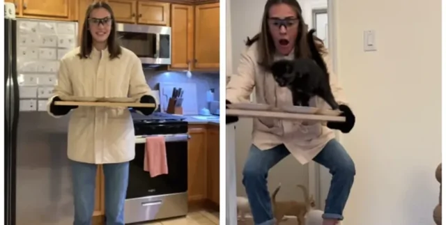 Девушка пыталась накормить неугомонных котят, но все пошло не по плану