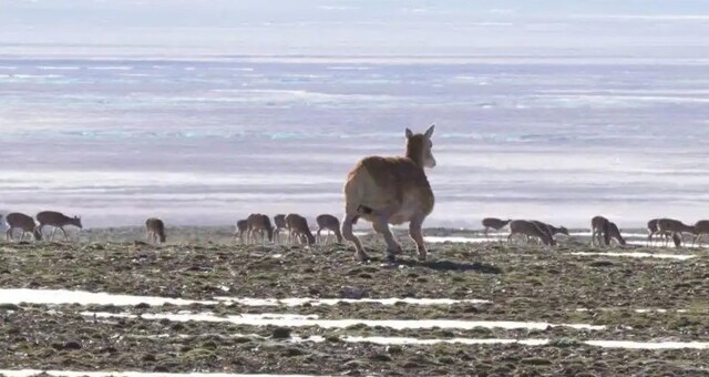 Ученые поместили робота-антилопу в стадо "собратьев" в Тибетском нагорье