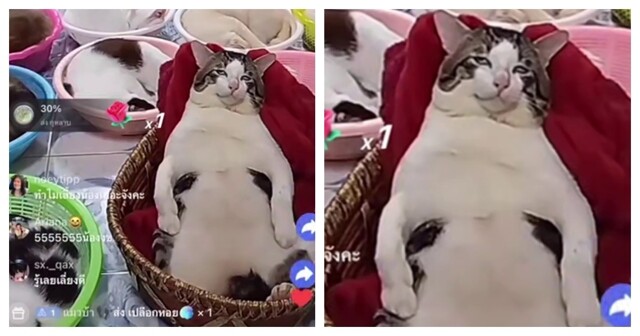 Коты  зарабатывают на стримах на нужды приюта