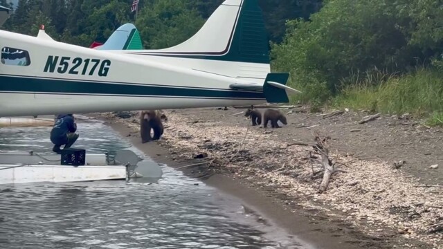 Бесстрашная женщина снимает семейство медведей