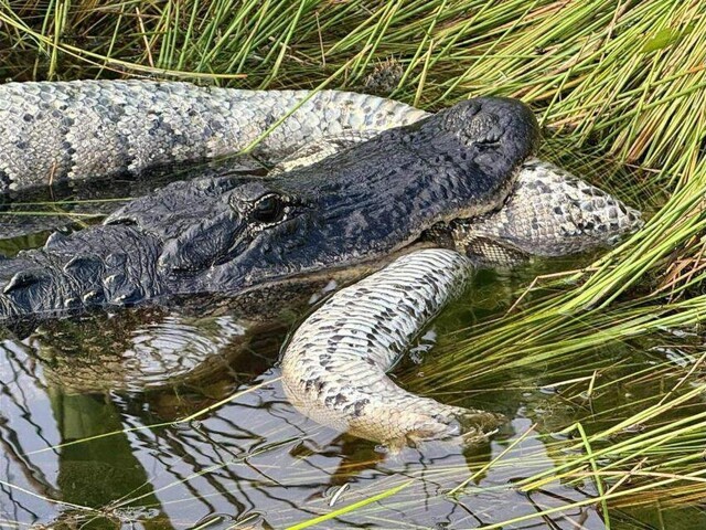 Трехметровый аллигатор поймал огромного питона