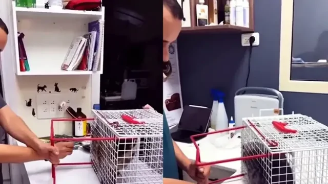 Клетка для вакцинации злых кошек