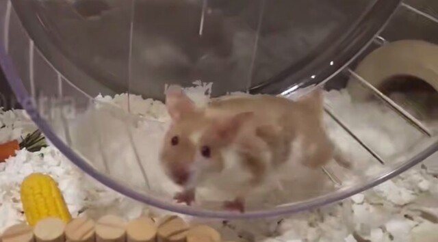 Хомяк бегает в колесе в слоумо