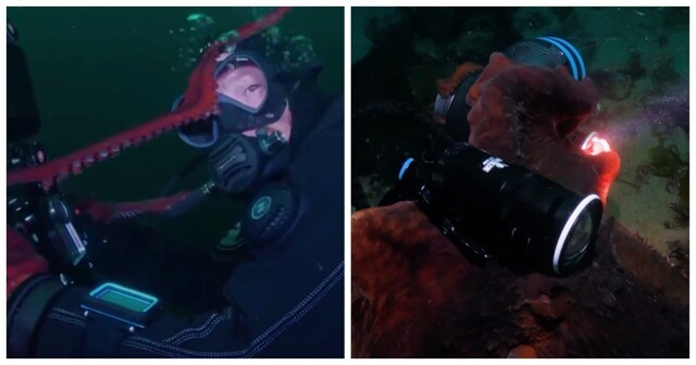 Осьминог заинтересовался камерой оператора