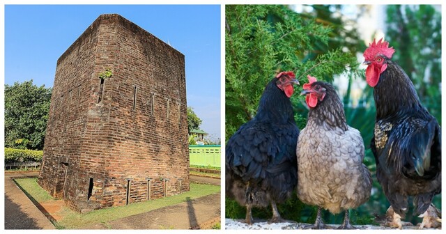 Хук Кхи Кай: как колонизаторы использовали куриный помёт против людей