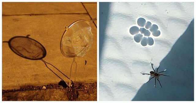 25 волшебных теневых иллюзий, доказывающих, что природа — лучший художник