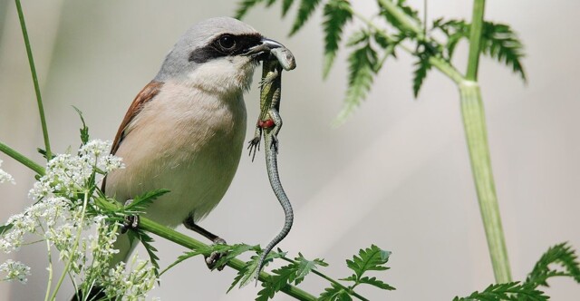 Один из самых кровожадных пернатых хищников
