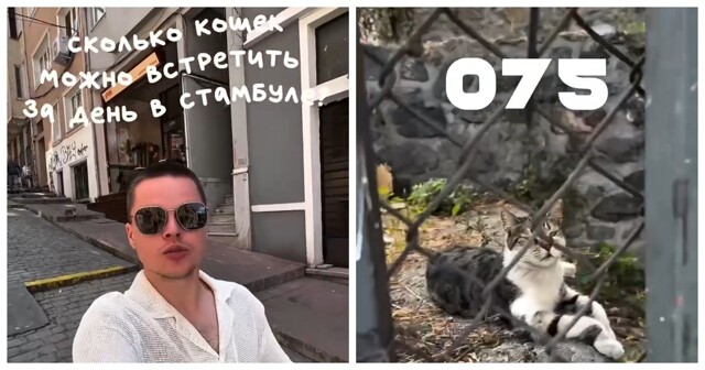173 кошки за день встретил блогер в Стамбуле