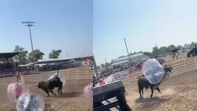 Футбол с быком